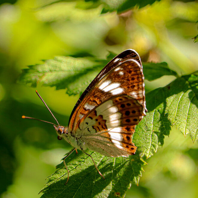 Ein Sommer ohne Schmetterlinge wäre nur halb so bunt ...