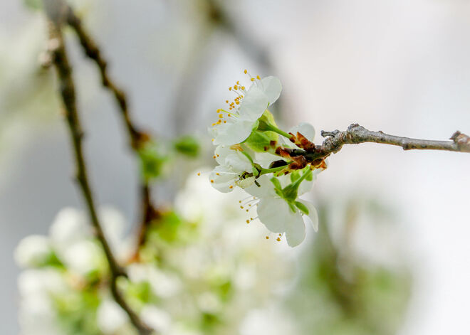Frühling überall...