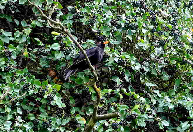 Lautstarker Vogelsang