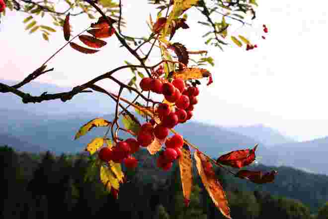 Rot sind die Früchte und auch die ersten Blätter der Eberesche