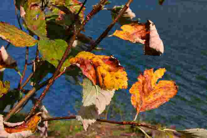 Auch buntes Laub bringt ein wenig Farbe in den Tag