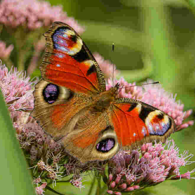 Bunt flatternd im Sommerwind 