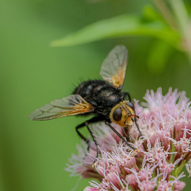 Auch Fliegen naschen gerne...