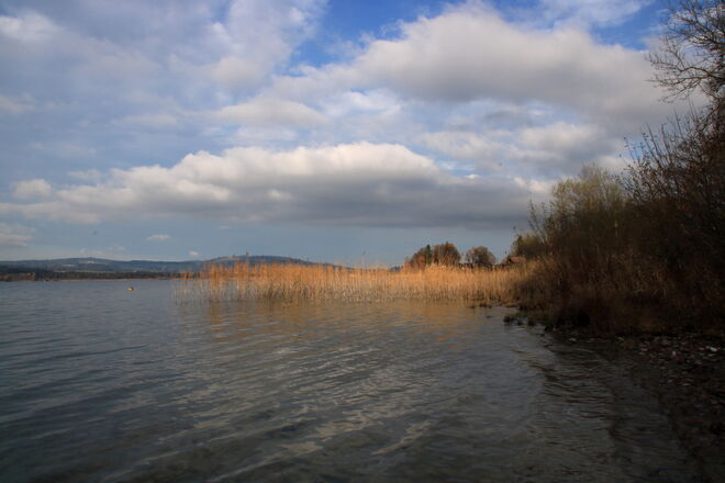 Novemberlicht am Wallersee