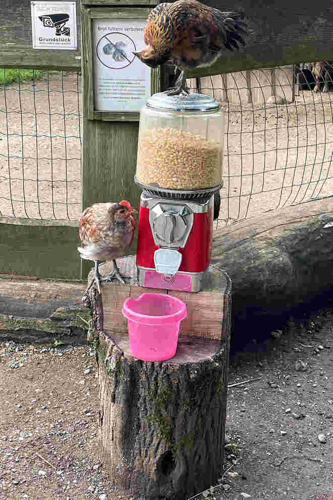 Betteln am Futterautomat