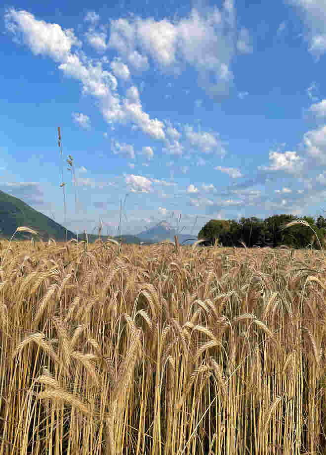 Wird eine gute Ernte