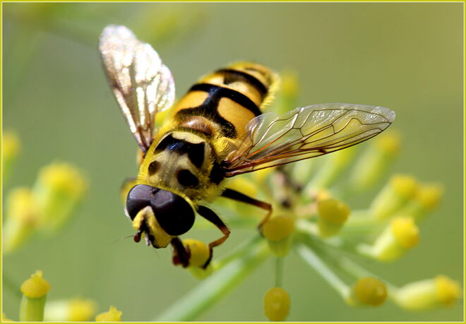 Schwebfliege nascht vom Fenchel *