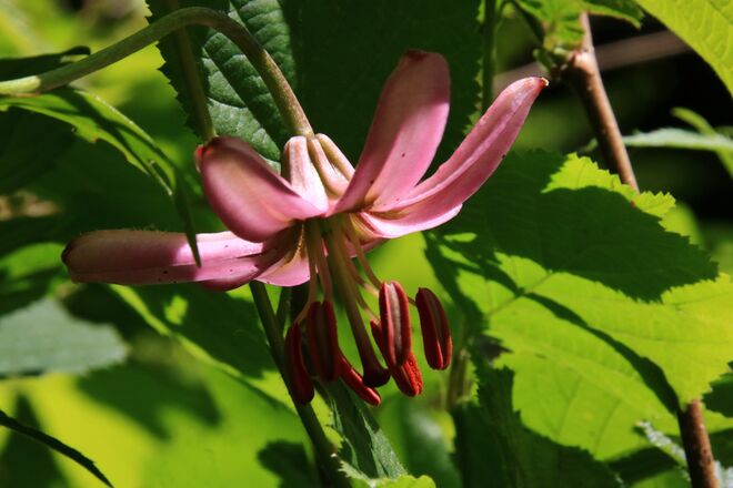 Eine Türkenbundlilie am Wegesrand