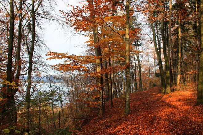 Farbenpracht im Wald