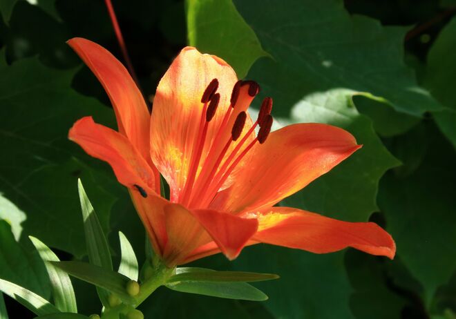 Eine Feuerlilie als leuchtender Blickfang am Wegrand