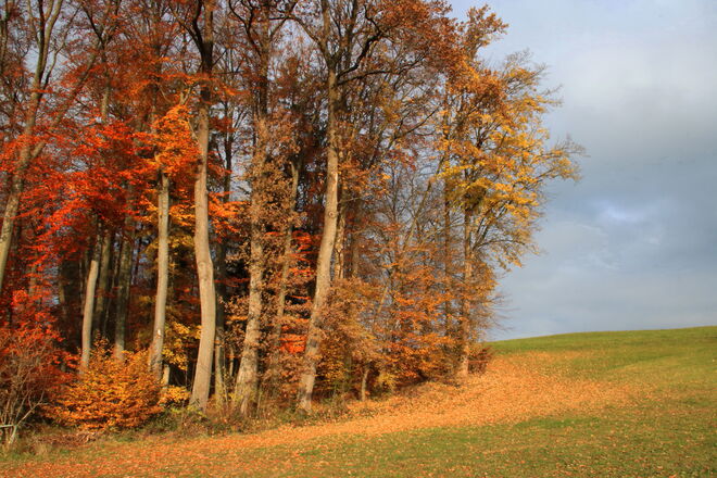 Buntes Baumtheater - noch spielen sie Hauptrollen