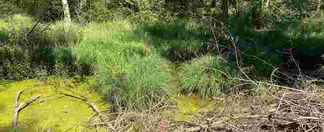Aulandschaft