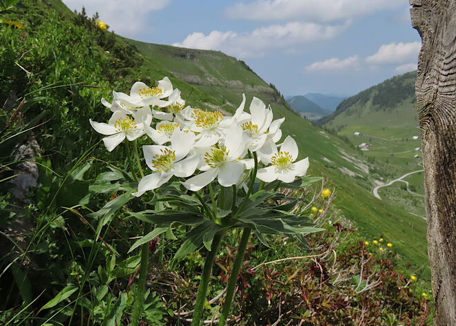 Narzissenblütiges Windröschen