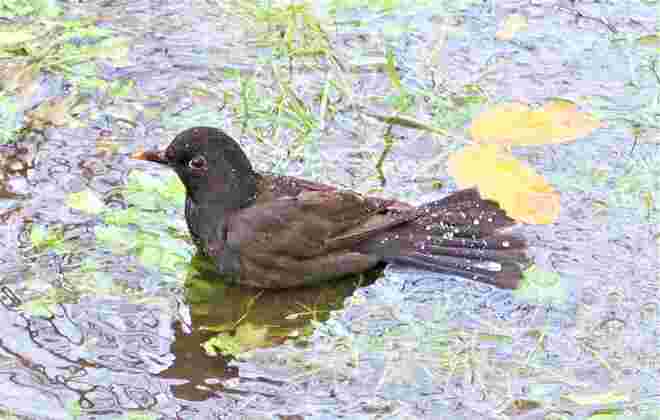 Waschtag