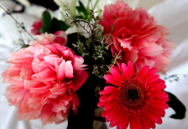 Pfingstrosen mit Gerberer