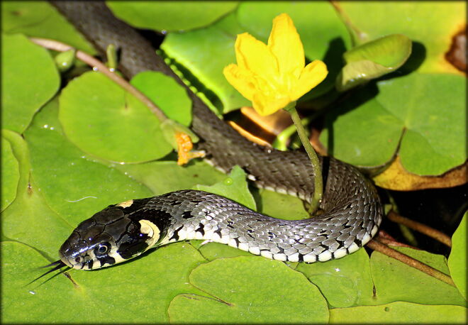* nach der Blüte rechts.... *