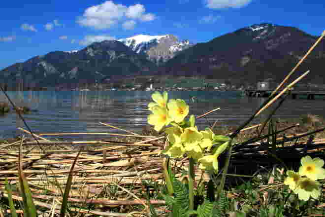 Primeln am Ufer