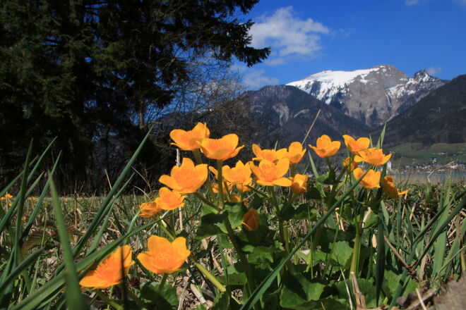 Farbenpracht im Frühling