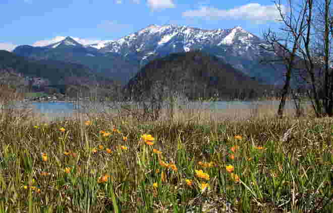 Blühende Sumpfwiesen am Wolfgangsee