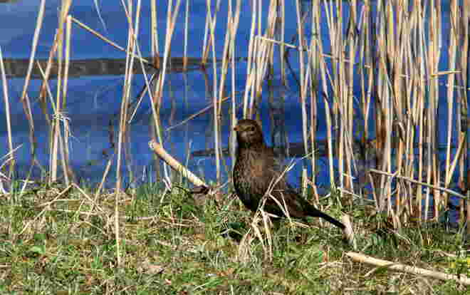 Amseldame auf Futtersuche am Ufer
