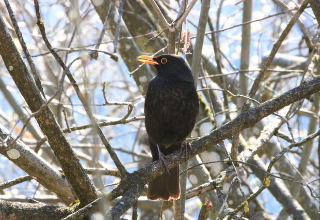 Der Amsel Frühlingslied