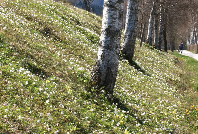 Frühlingswiesen mit Birken