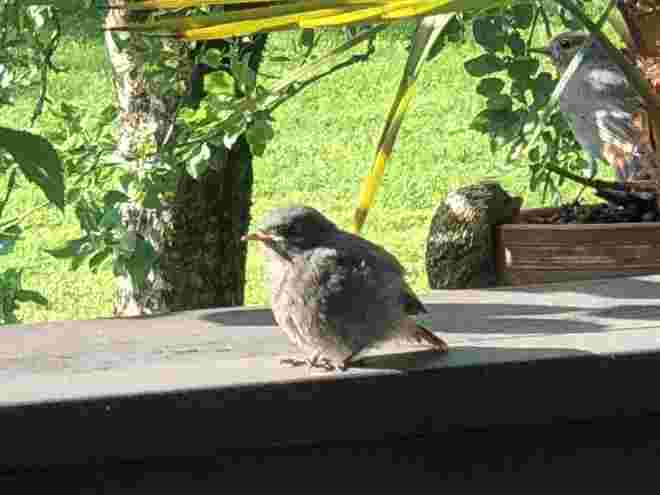 Besuch am balkon