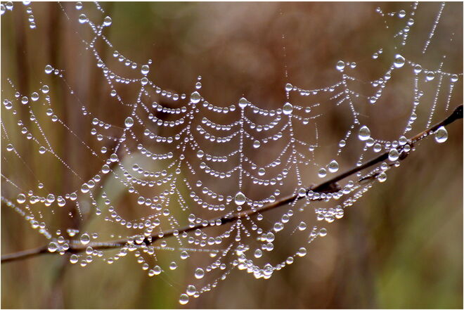 * aufgehängt zum Trocknen *