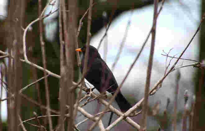 Ob die Amsel auch mich beobachtet?