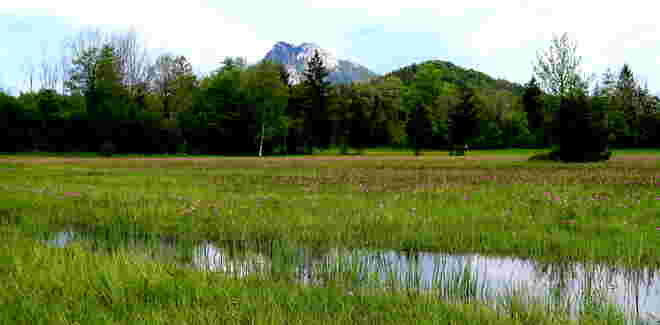 Blick über herrlich blühende Wiesen zum Schober
