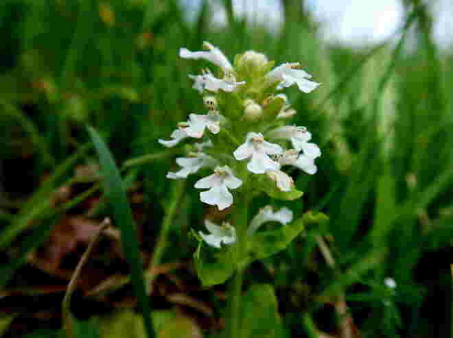 Günsel in Weiß