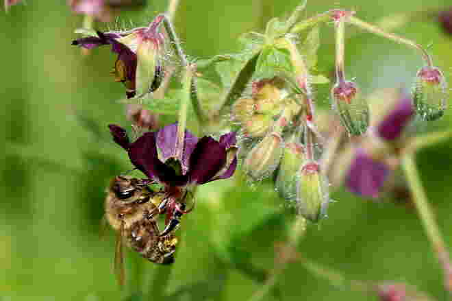 Biene auf Storchenschnabel