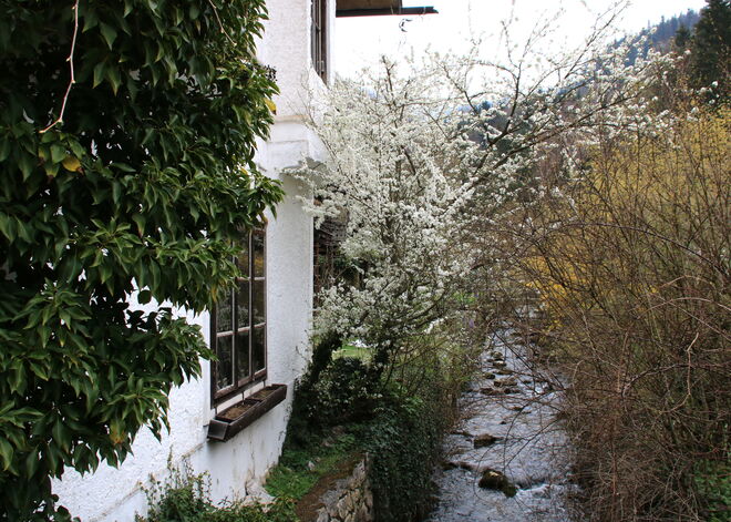 Blühende Idylle am Bacherl