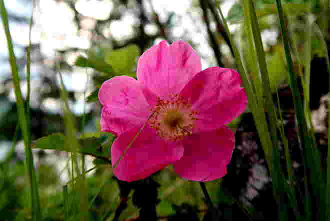 Heckenrosen 