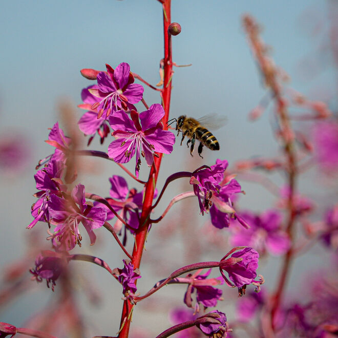 Es summt und brummt überall...