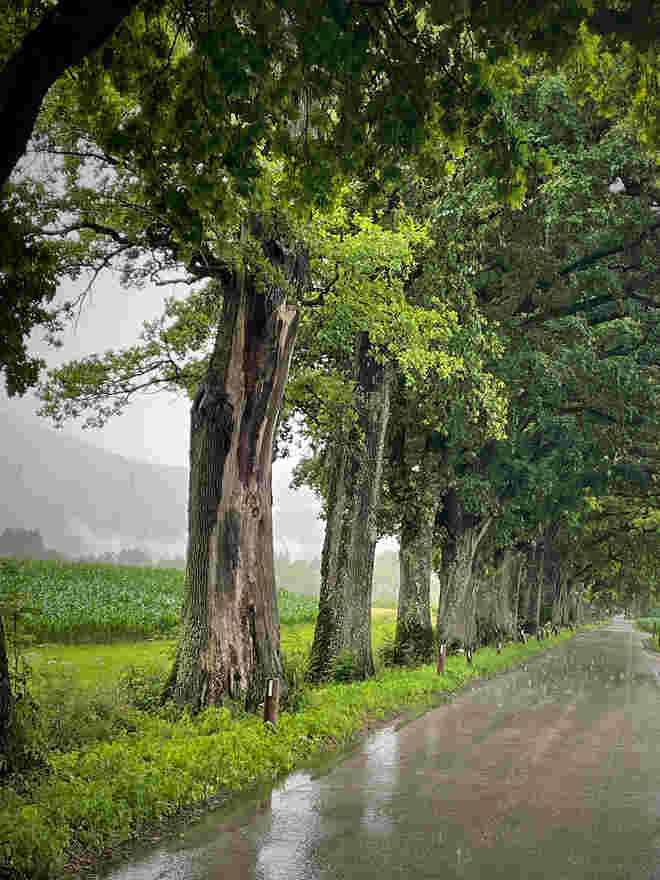 Regentag