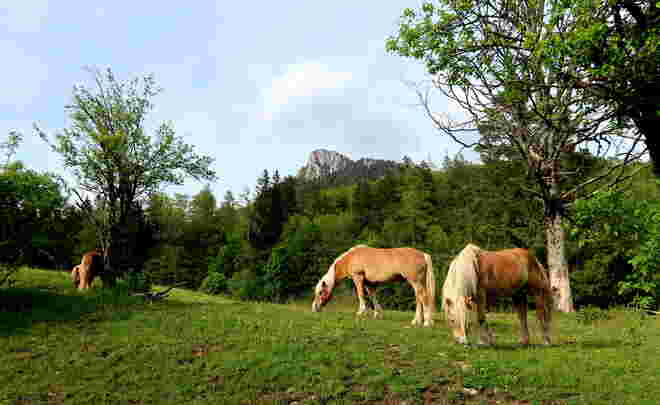 In Fuschl am See