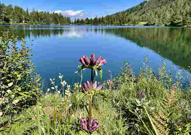 Blick über den Scheiblsee