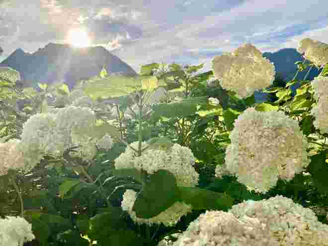 Abend im Garten