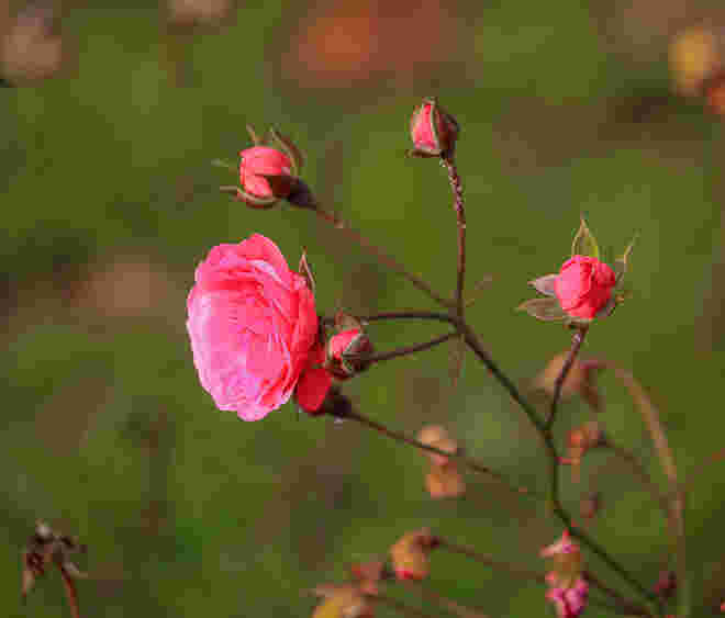 Rosen im November....