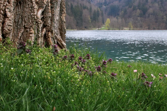 Junges Grün und altes Holz