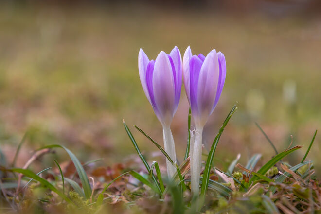 Gestern am Abend im Garten