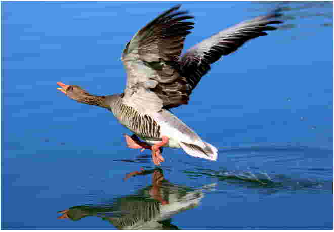* Wasserläufer ;-)) *