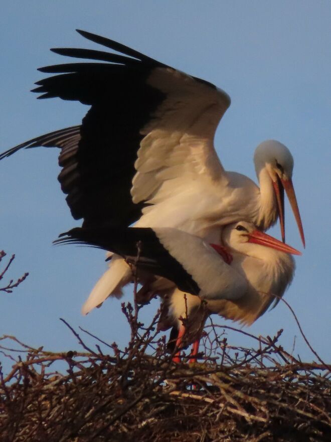 Storchenliebe