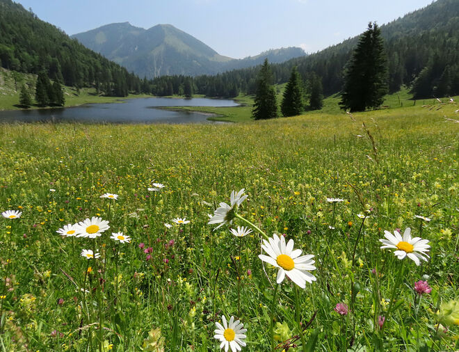 Blumenwiese 