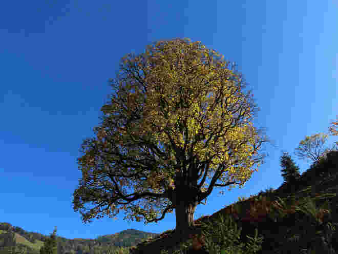 Bergahorn