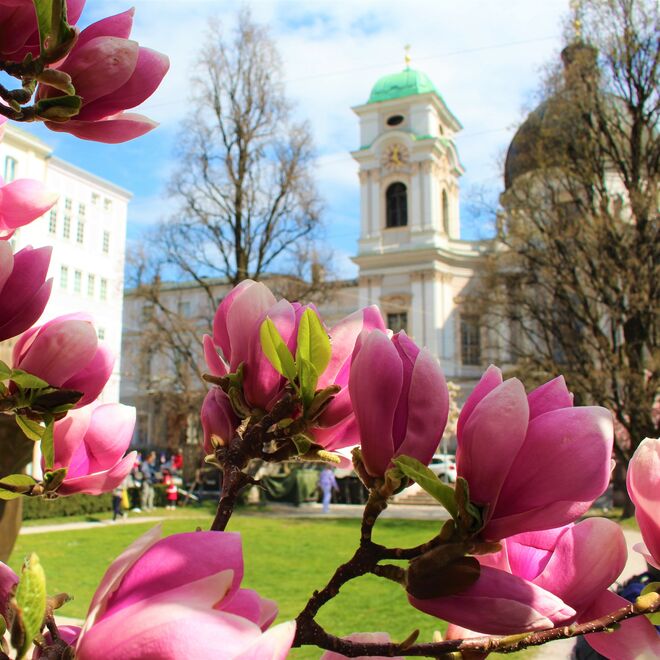 Magnolien am Makartplatz