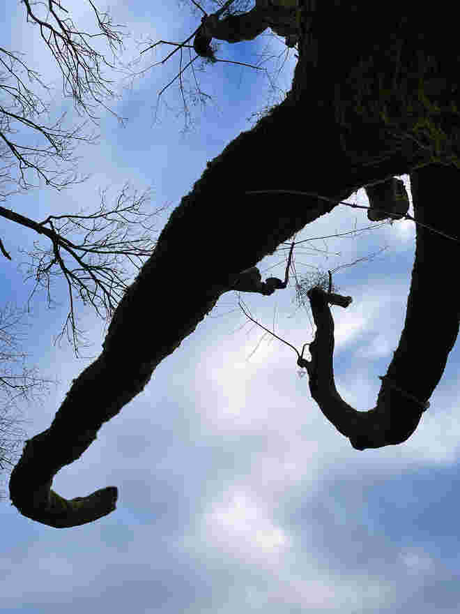 Wie ein Elefant