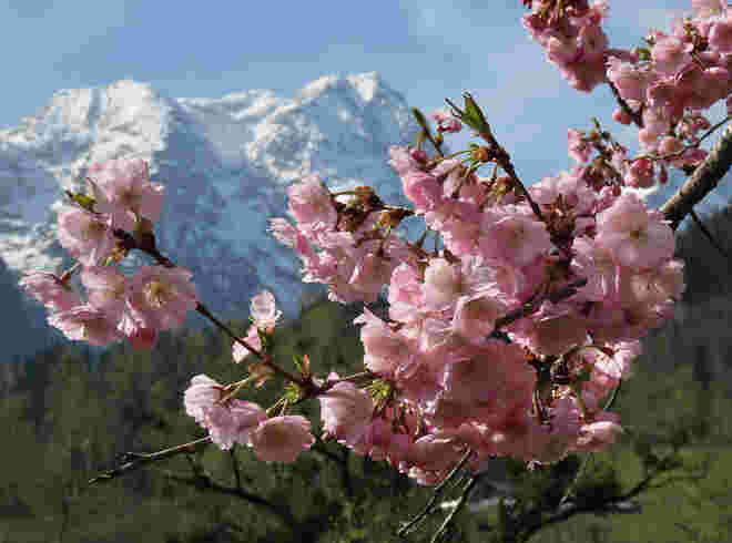 Frühling gegen Winter