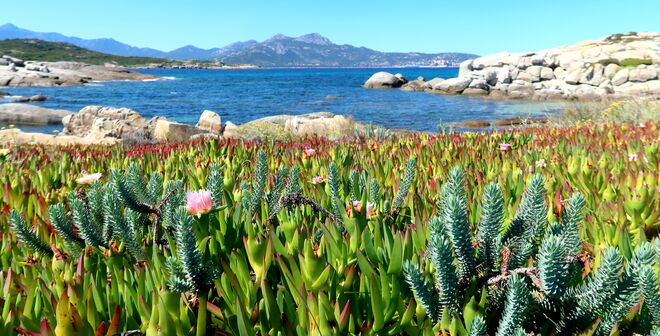 Die Flora an der Küste 